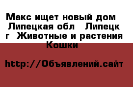 Макс ищет новый дом - Липецкая обл., Липецк г. Животные и растения » Кошки   